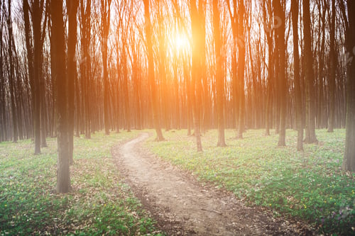 Preview: Beautiful Green Forest