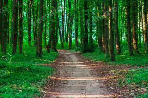 Preview: Beautiful Green Forest