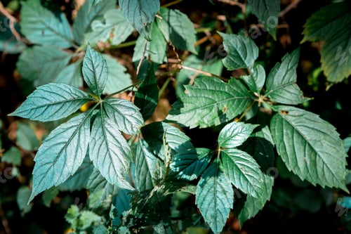 Preview: Green Leaf Background