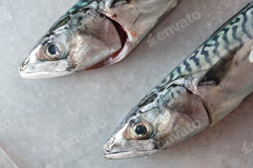 Preview: Fresh Mackerel Fishes