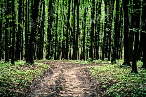 Preview: Beautiful Green Forest