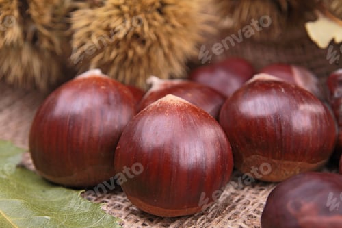 Preview: Chestnut