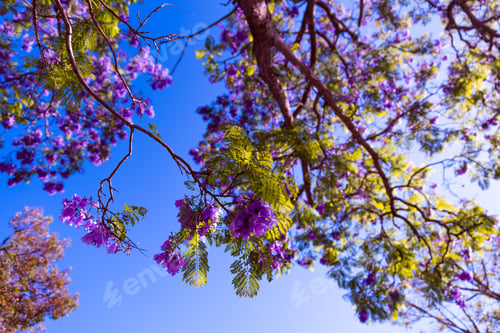Preview: Jacaranda Tree Blooming With Purple Flowers Against Blue Sky Background. Jacaranda Mimosifolia