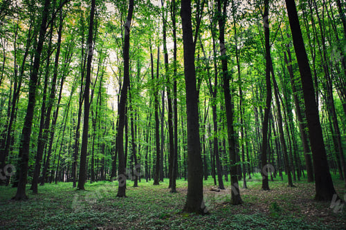 Preview: Beautiful Green Forest