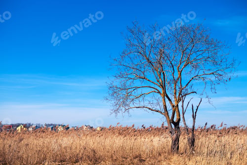 Preview: Beatiful Morning Green Field With Blue Heaven