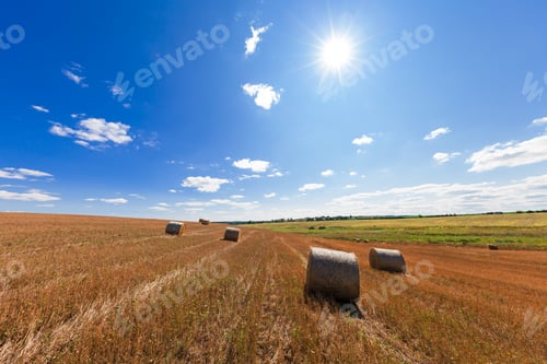 Preview: Wheat Field After Harvest With Straw Bales At Sunset