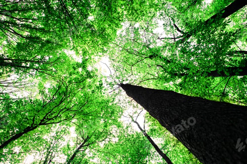Preview: Forest Trees Nature Green Wood Sunlight Backgrounds