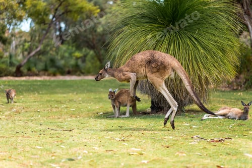 Preview: Male Kangaroo Jumping On Green Grass In A City Park. Herd Of Wild Kangaroos Resting