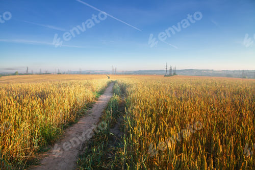 Preview: Wheat Field