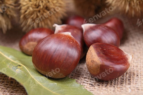 Preview: Close Up On Chestnut
