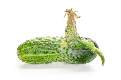 Preview: One Whole Fresh Green Pickling Cucumber With Outgrowth Isolated On White Background