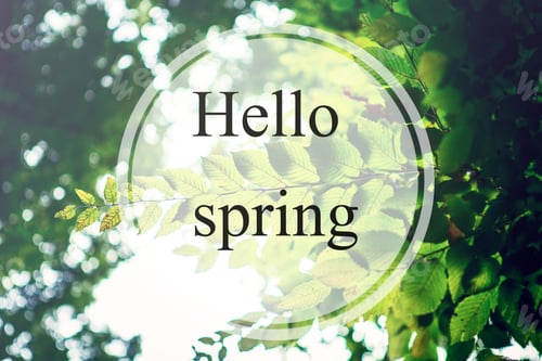 Preview: Hello Spring. Beatiful Morning Green Forest