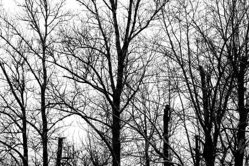 Preview: Silhouette Of Tree, It Can Be Used As Background. Black And White.