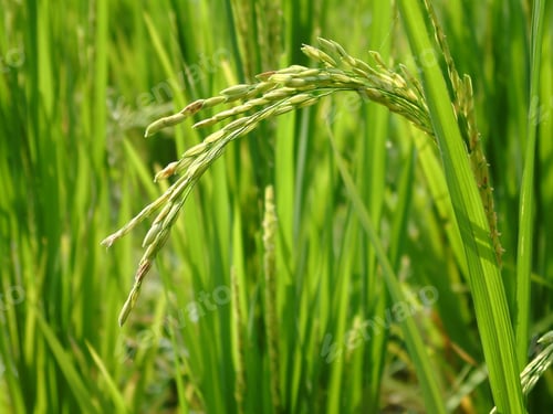 Preview: Rice Growing In Paddy Field