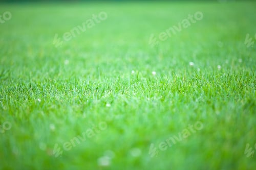 Preview: Green Grass With Water Drops, Close-Up. Natural Background