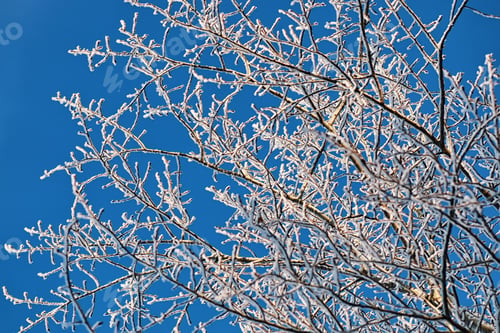 Preview: Winter Snow Covered Tree Branches