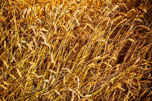 Preview: Wheat Field
