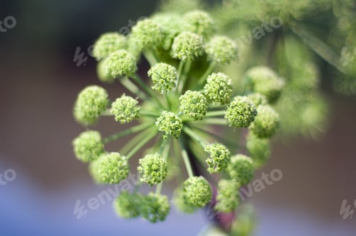 Preview: Angelica Plan. Close-Up .Shallow Depth-Of-Field.