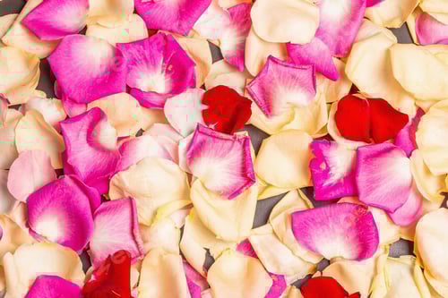 Preview: Rose Petals of Pink Red and White Tones