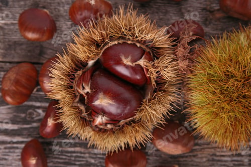 Preview: Chestnut