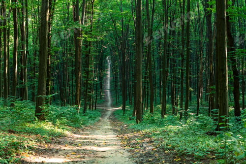 Preview: Beautiful Green Forest