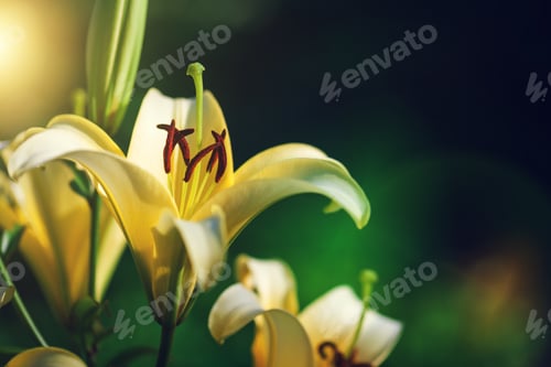 Preview: White Lily By Cu At Sunset