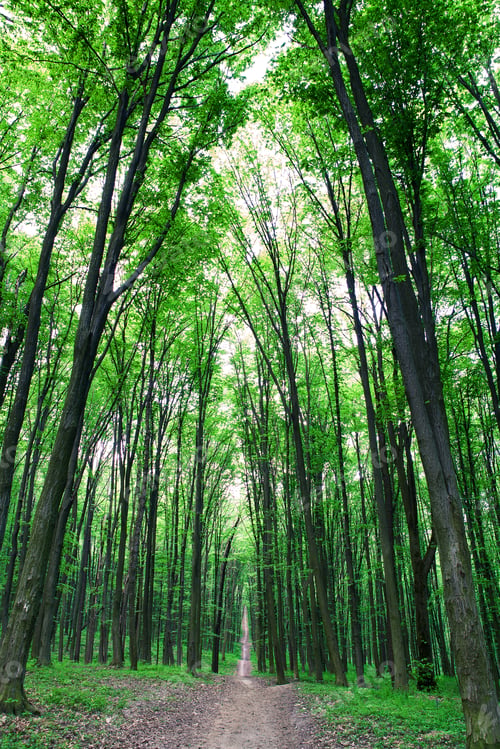 Preview: Beautiful Green Forest
