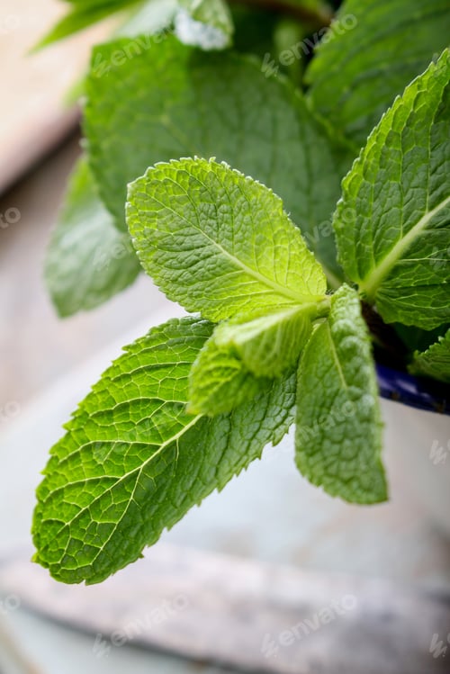 Preview: Preparing Fresh Mint