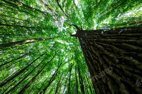 Preview: Forest Trees Nature Green Wood Sunlight Backgrounds
