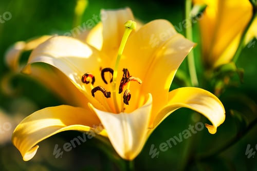 Preview: Yellow Lilies In The Keukenhof Park