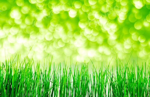 Preview: Green Grass Isolation On The White Backgrounds