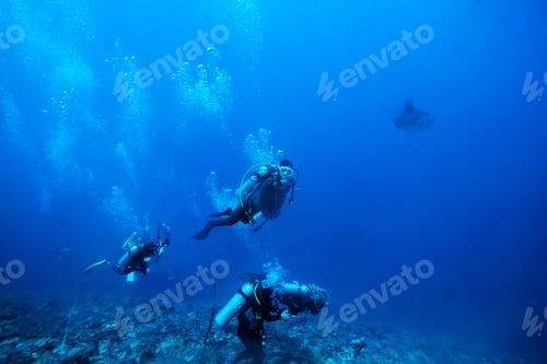 Preview: Scuba Divers Explore Underwater Habitat with Ocean Sunfish