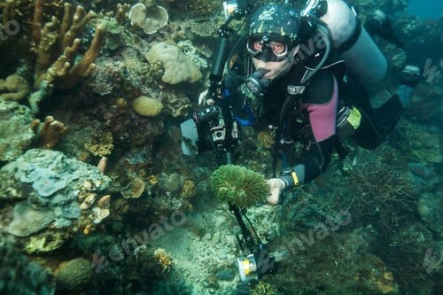 Preview: Diver Underwater