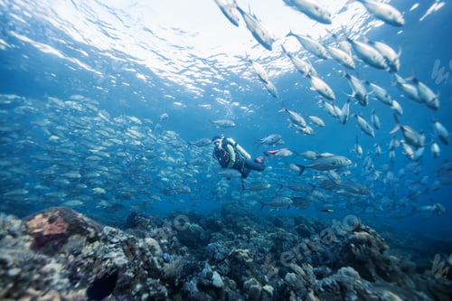 Preview: Fish School