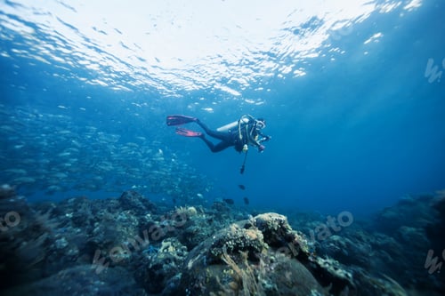 Preview: Diver Underwater
