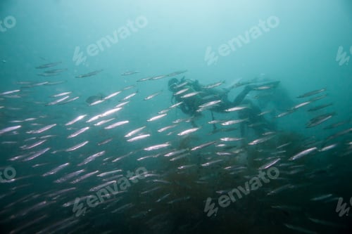 Preview: Barracuda Swimming Around The World War Ii Shipwreck In Coron Area, Palawan, Philippines.