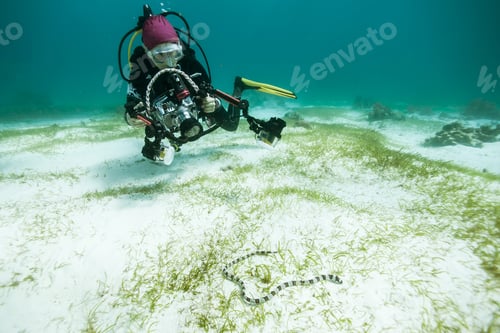 Preview: Diver Underwater