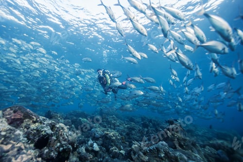 Preview: Diver Underwater