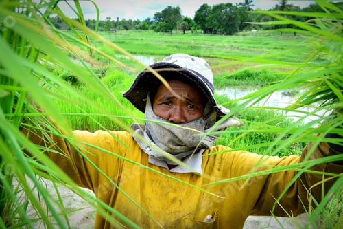 Preview: Thai Farmer