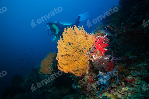 Preview: Diver Swimming Around The Giant Fan Coral