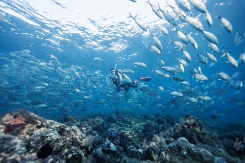 Preview: Fish School