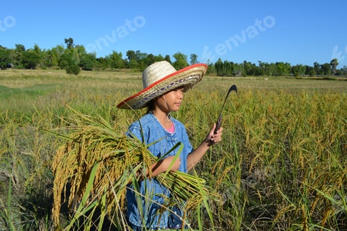 Preview: Girl In The Terrace Rice Farm With Countryside Background
