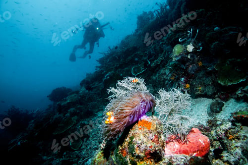 Preview: Anemone With Diver Swimming Around It
