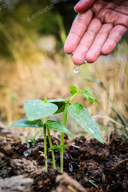 Preview: Hand Watering The Plan