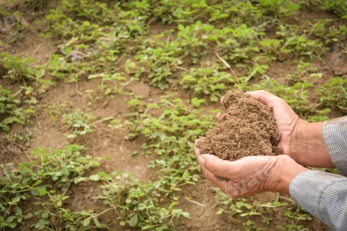 Preview: Old Hand Gardener Holding Manure For Fertilizer Little Plant On Farm, Selective And Soft Focus