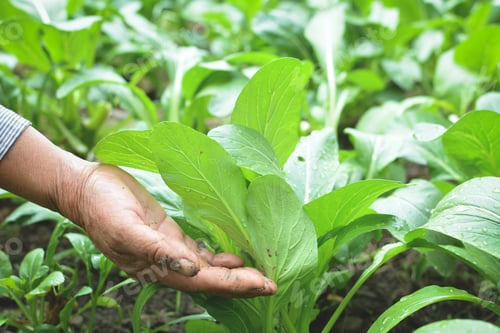 Preview: Hand Of Gardener Holding Fresh Lettuce Cantonese In Farm, Soft Focus