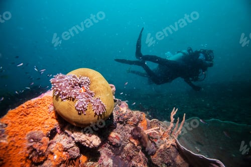 Preview: Scuba Divers Swim Over Coral Reef With Clown Fish In An Anemone