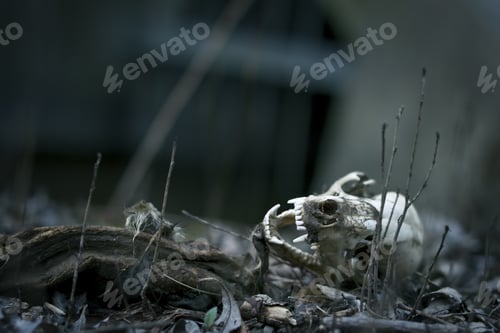 Preview: Dead Animal. Photo With Shallow Depth Of Field.