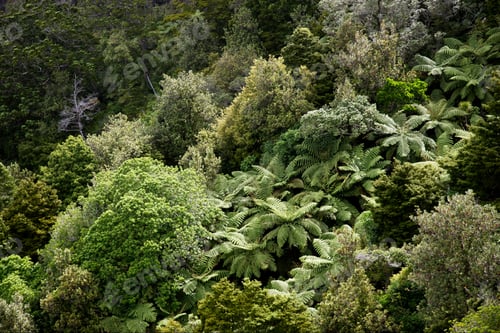 Preview: Original Vegetation At Mount Manaia, North Island, New Zealand