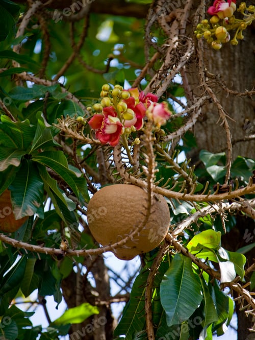 Preview: Cannonball Tree, Couroupita Guianensis, At The Royal Palace, Phnom Penh, Cambodia